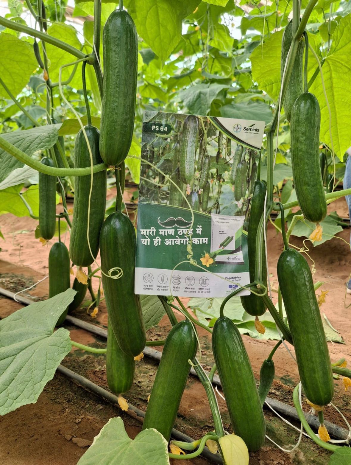Bayer Seminis hybrid in-house cucumber PS64