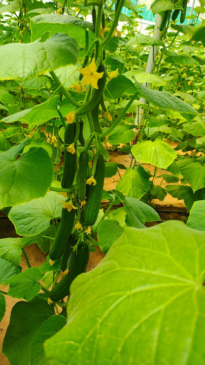 Semilas Fito hybrid in-house cucumber: Cadiar