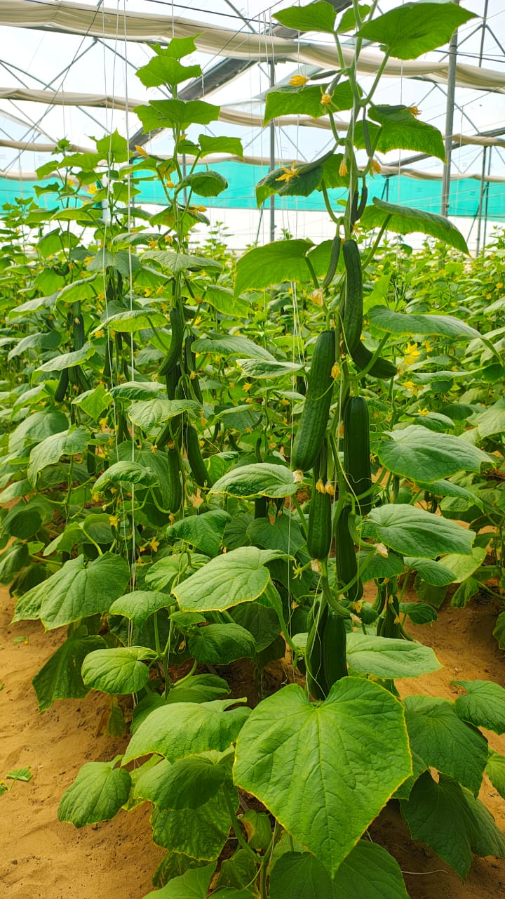 Semilas Fito hybrid in-house cucumber: Cadiar