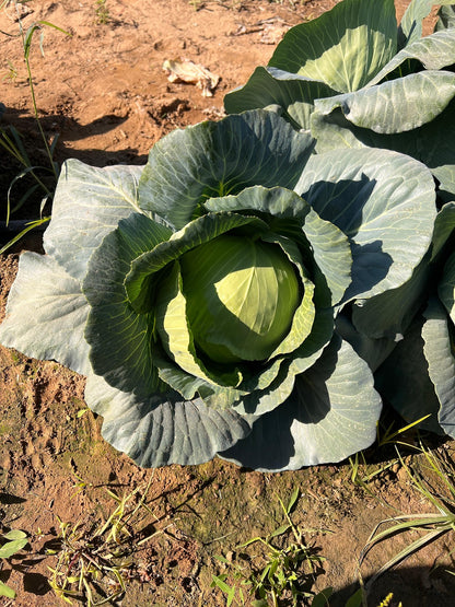 Seminis hybrid Cabbage: Shaurya
