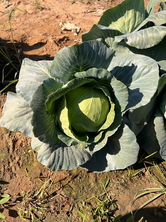 Seminis hybrid Cabbage: Shaurya
