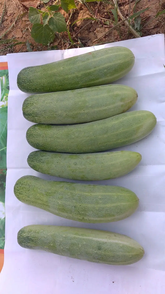 Vachan’s hybrid open field cucumber: 630