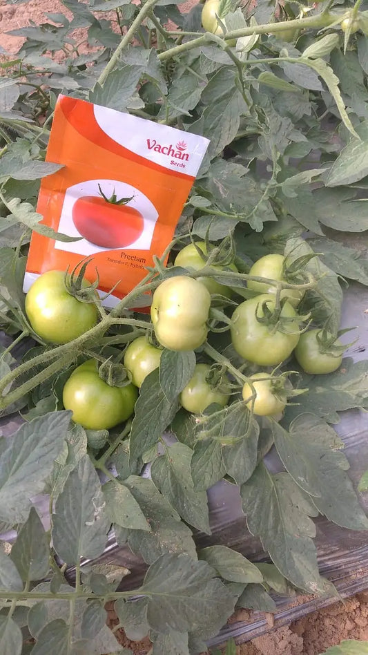 Vachan’s hybrid tomato: Preetam