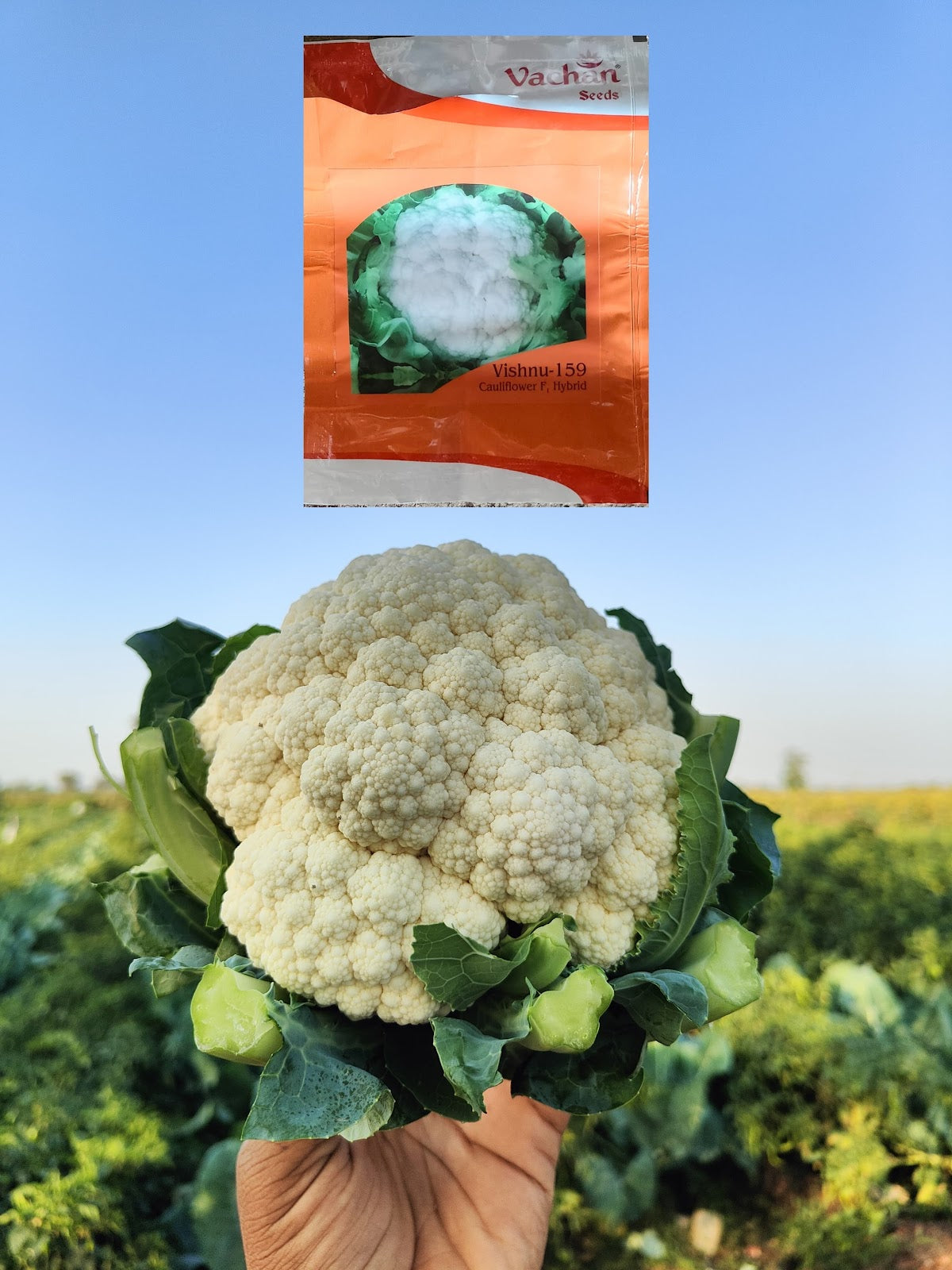 Vachan’s  Cauliflower: Vishnu