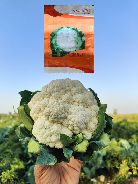 Vachan’s  Cauliflower: Vishnu