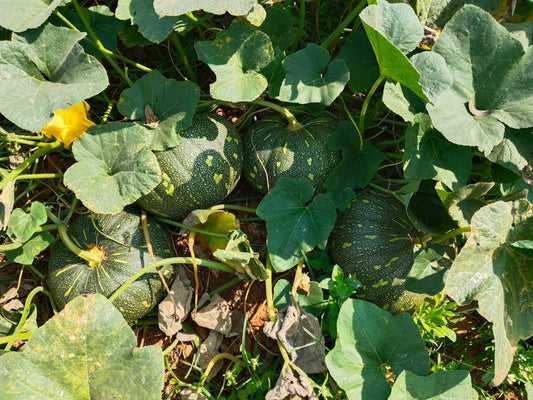 Vachan’s hybrid Pumpkin: Chakradhari