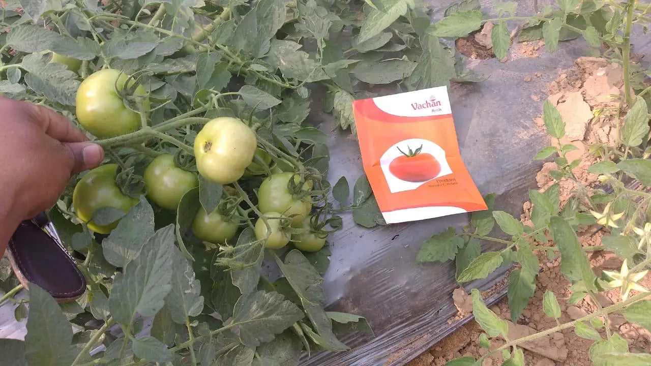 Vachan’s hybrid tomato: Preetam